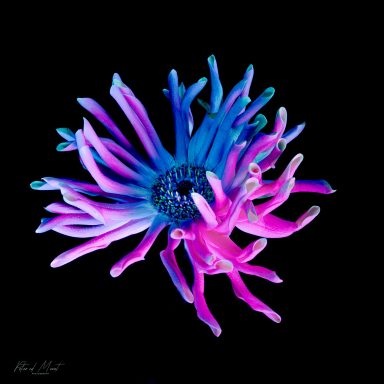 Kleurrijke bloem met blauwe en roze tinten op een zwarte achtergrond.