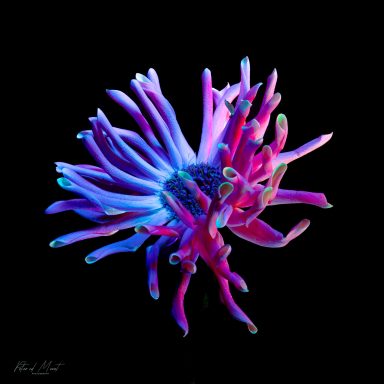 Kleurrijke, abstracte bloemenstructuur in paars, blauw en roze op een zwarte achtergrond.