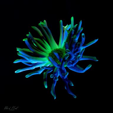Kleurrijke bloem met groene en blauwe tinten op een zwarte achtergrond.