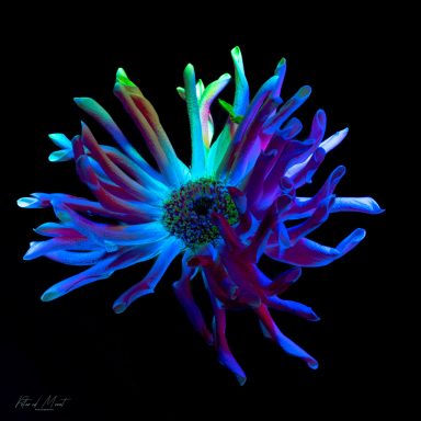 Kleurrijke, abstracte bloem met een mix van blauw, paars en groen op een zwarte achtergrond.