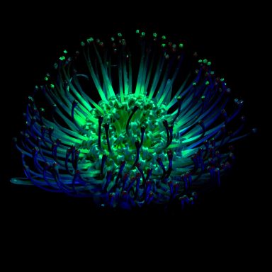 Een kleurrijke, abstracte weergave van een bloem met groene en blauwe tinten.