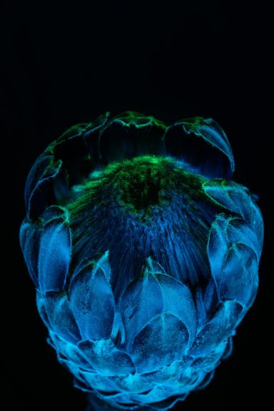 Heldere blauwe bloem met groene accenten, tegen een donkere achtergrond.