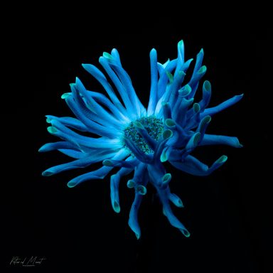 Donker achtergrond met een helderblauwe anemoon met stralende, felgekleurde tentakels.