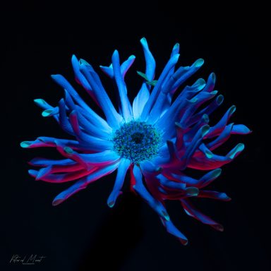 Kleurrijke bloem met blauwe en rode tinten tegen een donkere achtergrond.